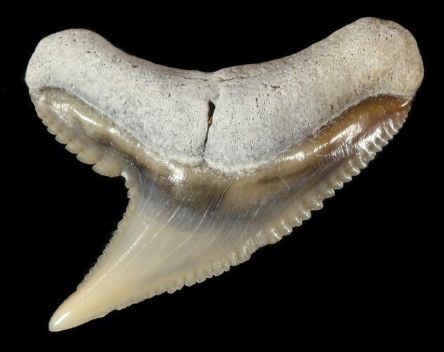 Fossil Tiger Shark Tooth - Lee Creek (Aurora), NC #47672